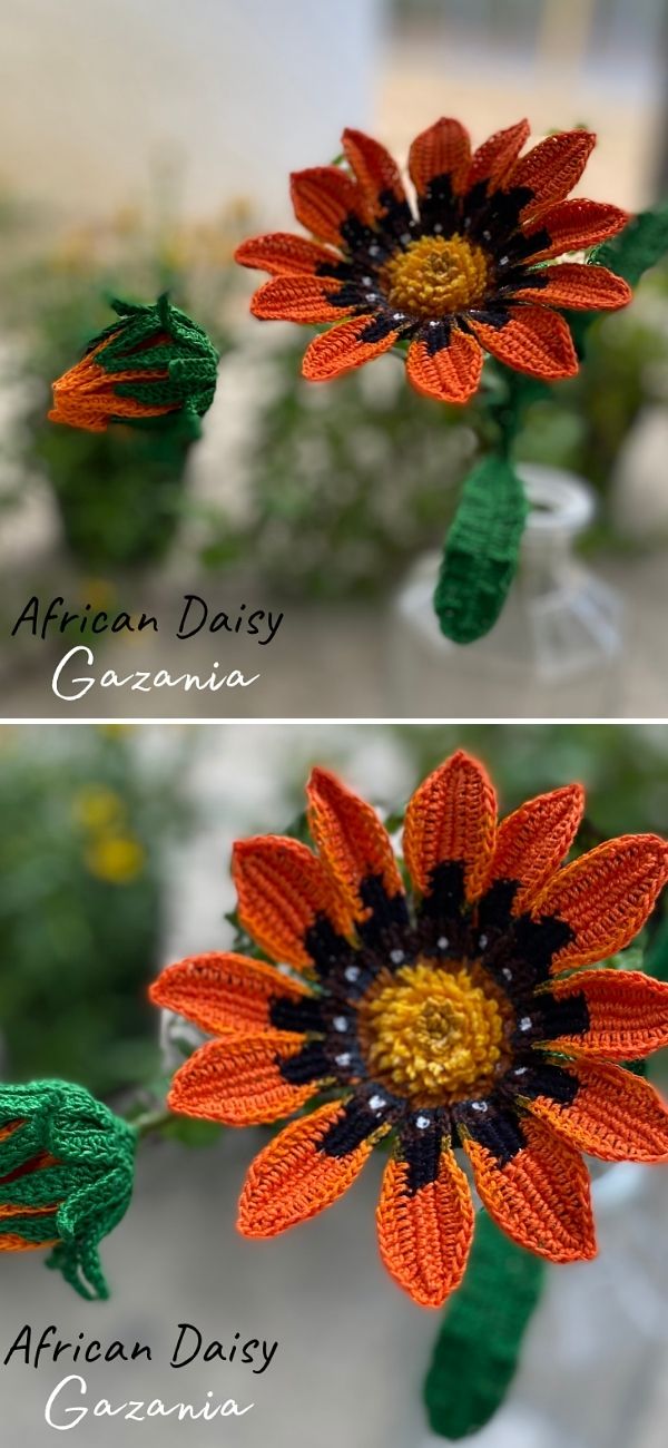 African Daisy Gazania