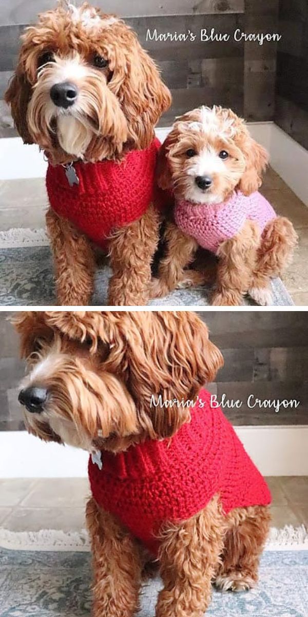 two cockapoos of different sizes wearing red and pink basic crochet dog sweaters