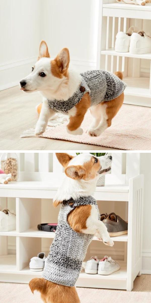 little Welsh corgi in a gray mélange dog sweater