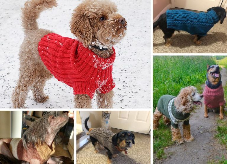 A collage of pictures of dogs wearing sweaters.