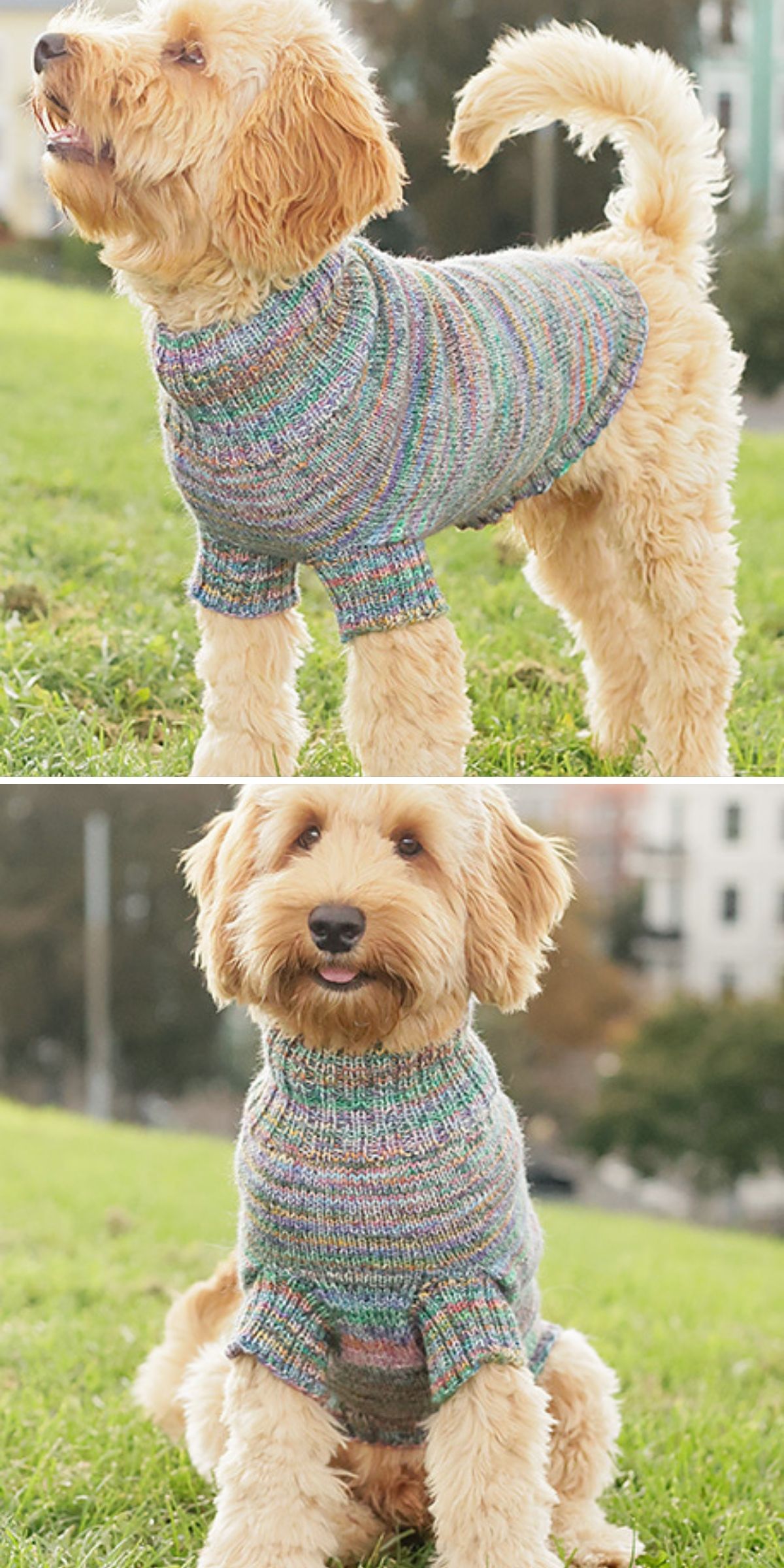 A fluffy dog with curly fur wears a vibrant Knit Dog Sweater while standing and sitting on grass outdoors.