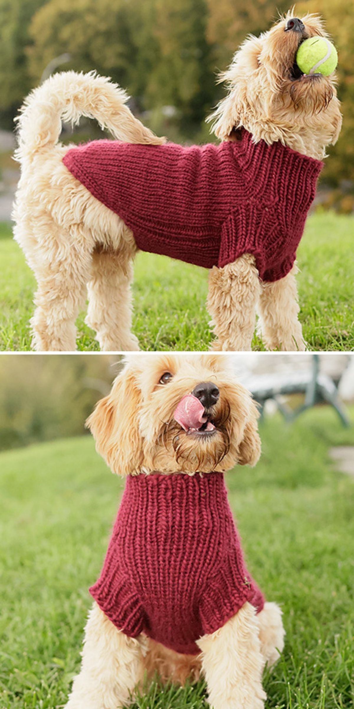 A fluffy dog wearing a maroon Knit Dog Sweater stands on grass, holding a tennis ball in its mouth in one image and licking its nose in another.