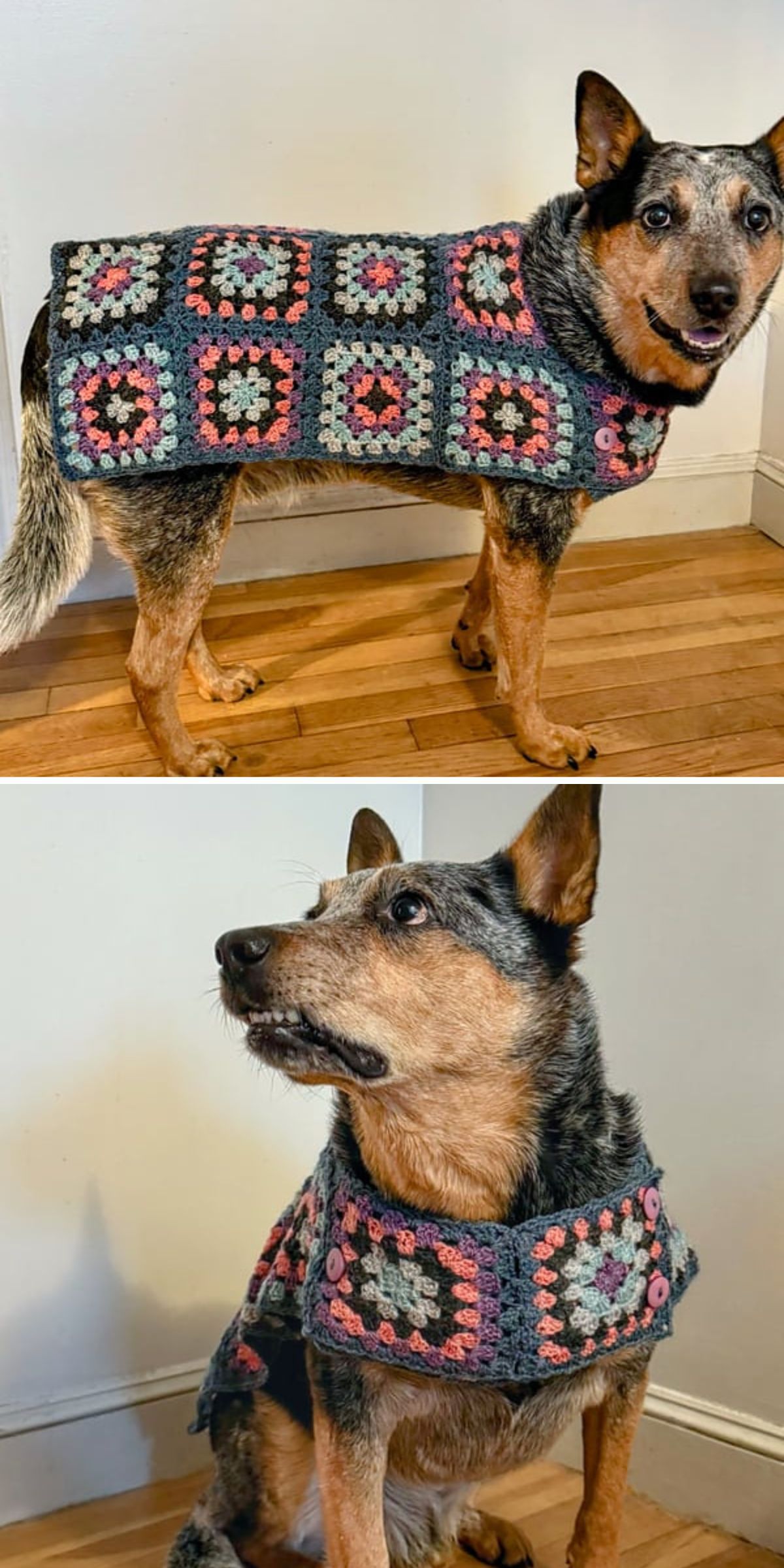 A dog sports a charming crocheted sweater with colorful square patterns, standing proudly on a wooden floor, showcasing a stylish alternative to traditional dog coats.