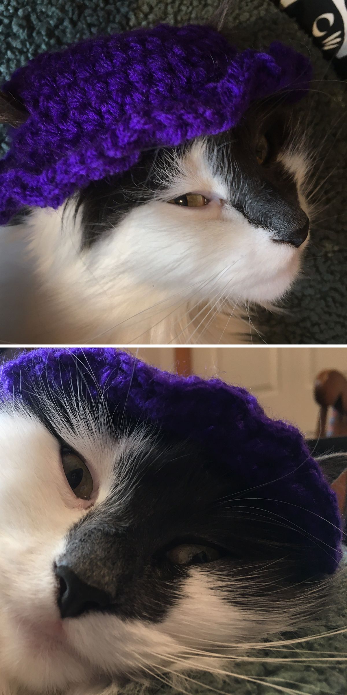 a cat wearing a crocheted hat in a deep blue color
