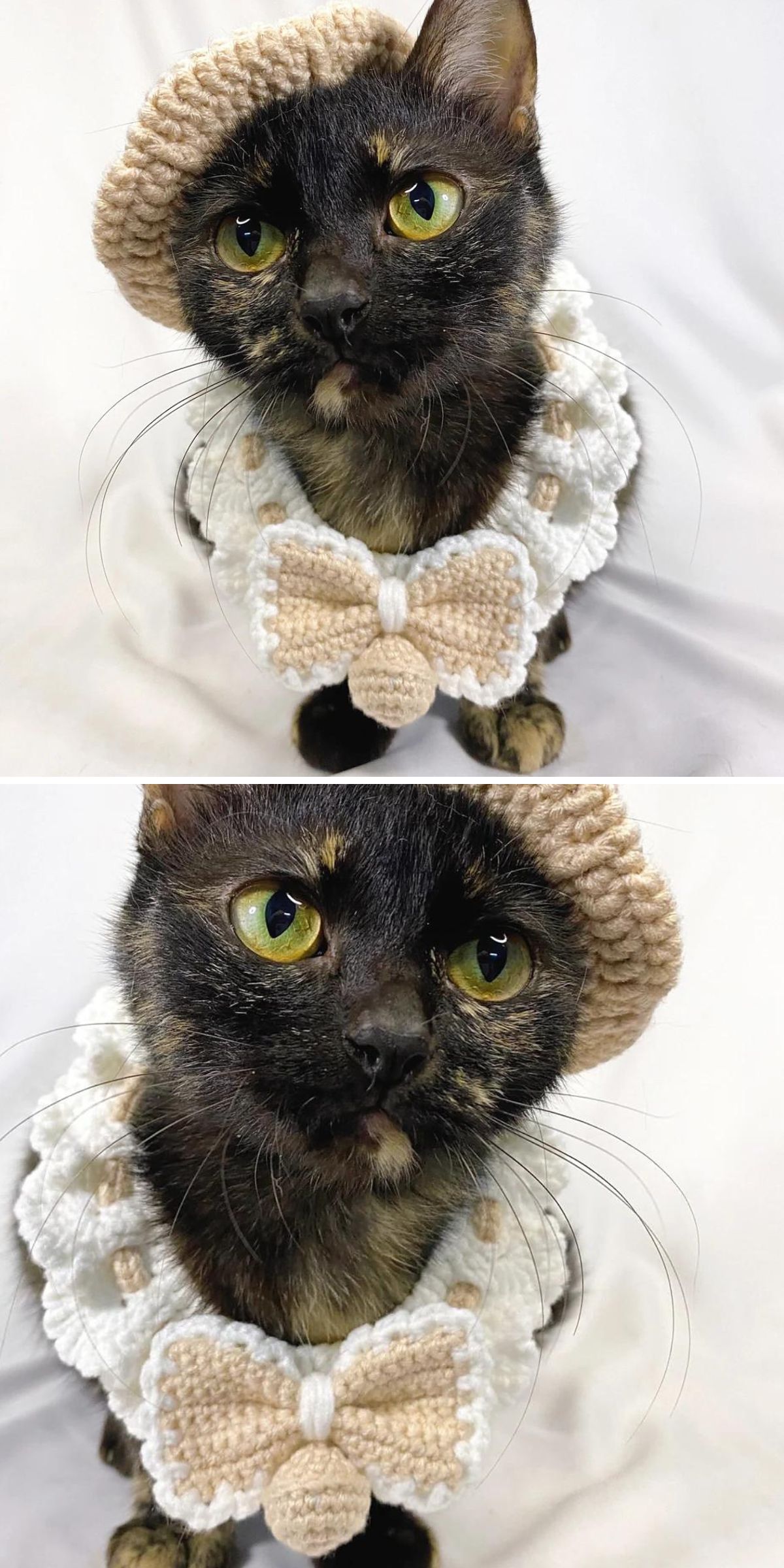 A black and brown cat wears crochet cat accessories—a beige knit beret and a white collar with a beige bow—sitting against a plain white background.