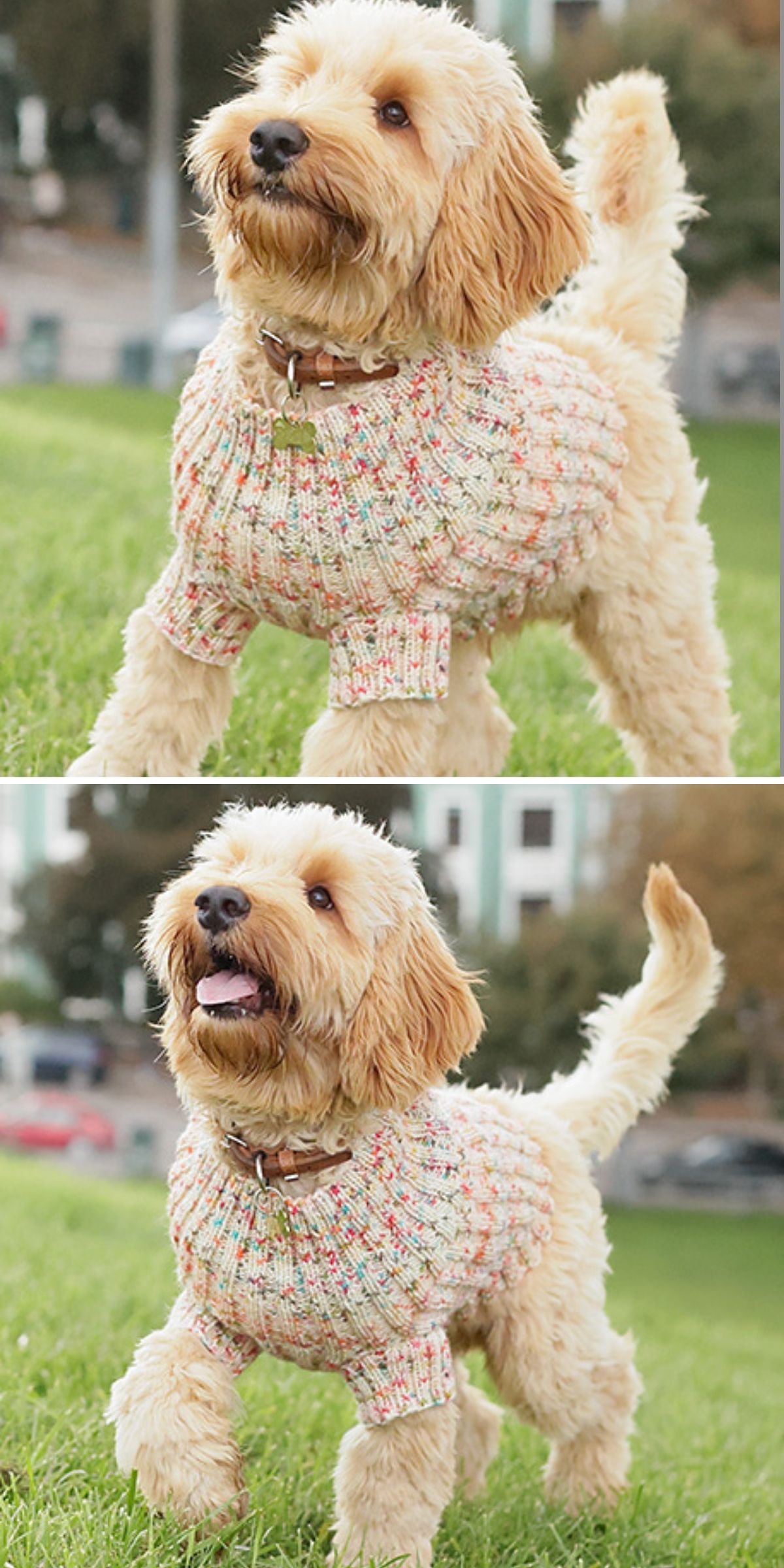 A fluffy dog wearing a multicolored knitted sweater, one of the latest trends in Knitted Pet Accessories, stands on green grass in an outdoor setting.
