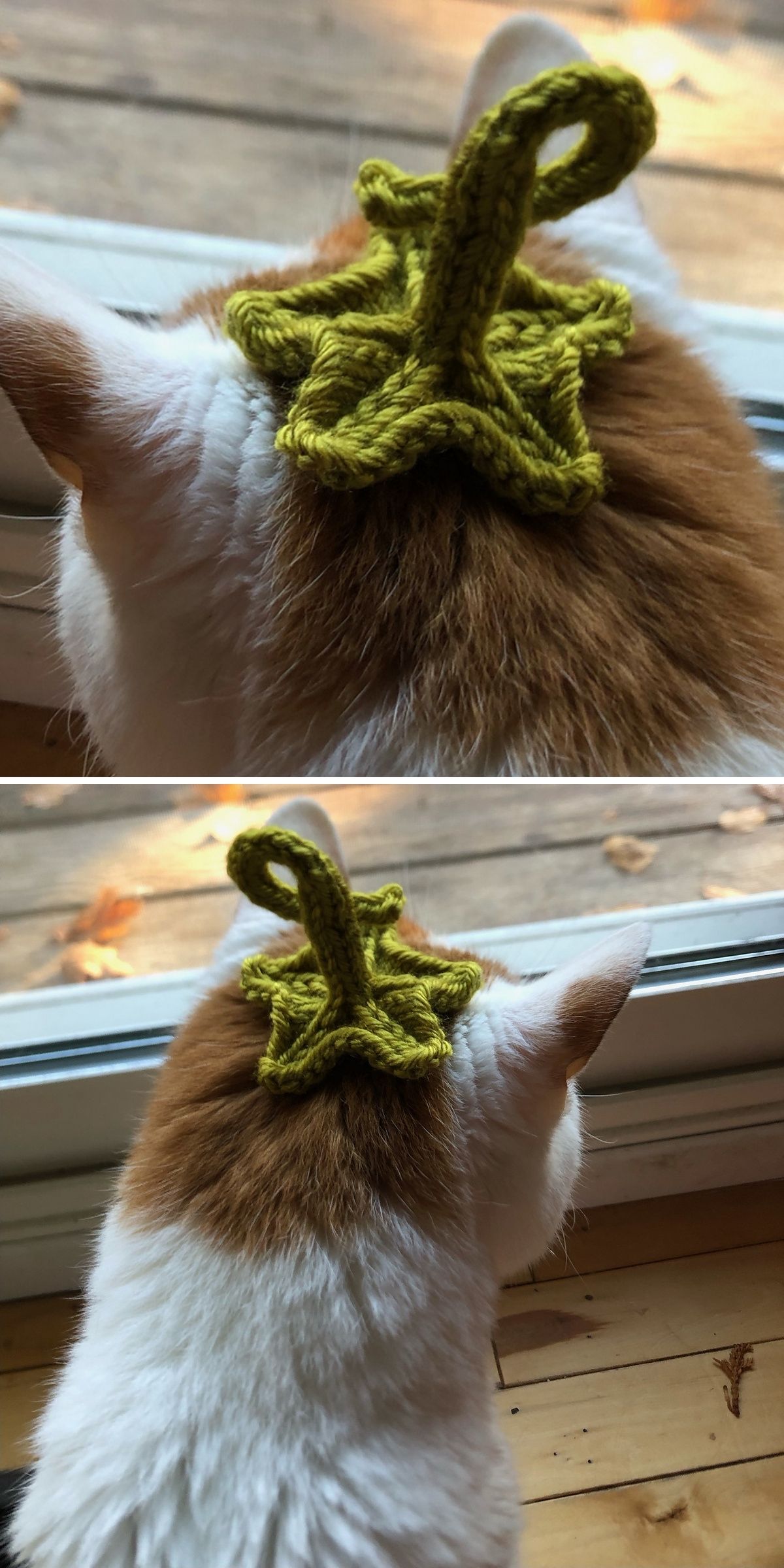A cat with orange and white fur wears a charming green knitted stem and leaf accessory, one of the delightful Knitted Pet Accessories resembling the top of a pumpkin, while sitting by a window.