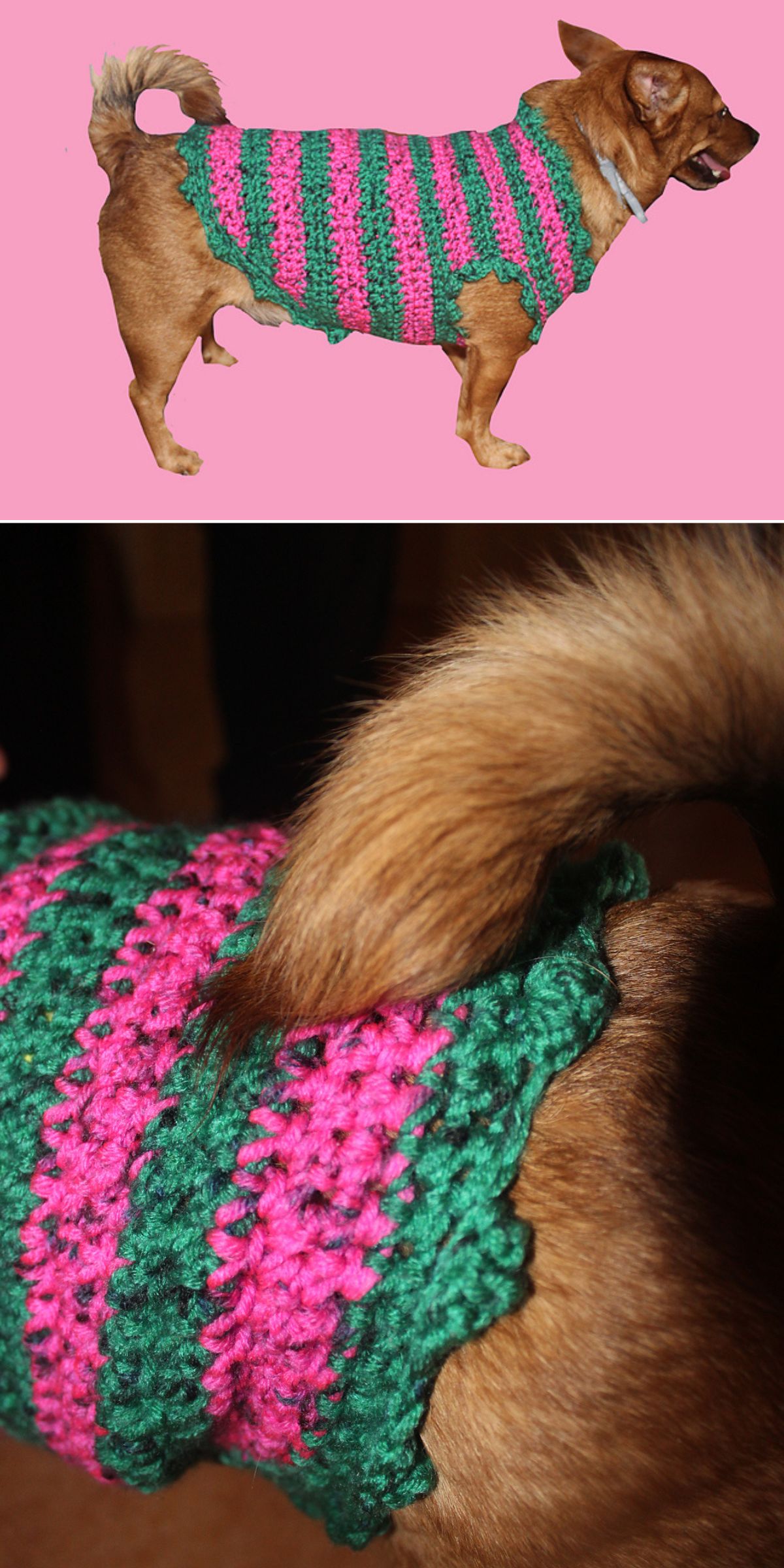 A dog wearing a crocheted sweater with green and pink horizontal stripes, shown in a profile view and a close-up of the sweater near its tail, showcases chic Dog Accessories perfect for fans of Crochet Dog Patterns.