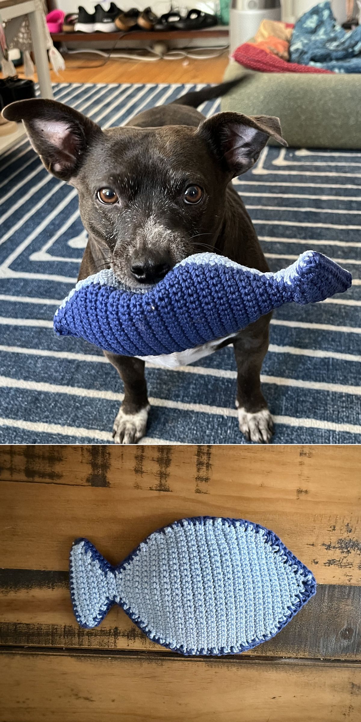 A black dog holds a blue crochet dog toy shaped like a fish in its mouth on a striped rug; below, the toy is shown alone on a wooden surface.