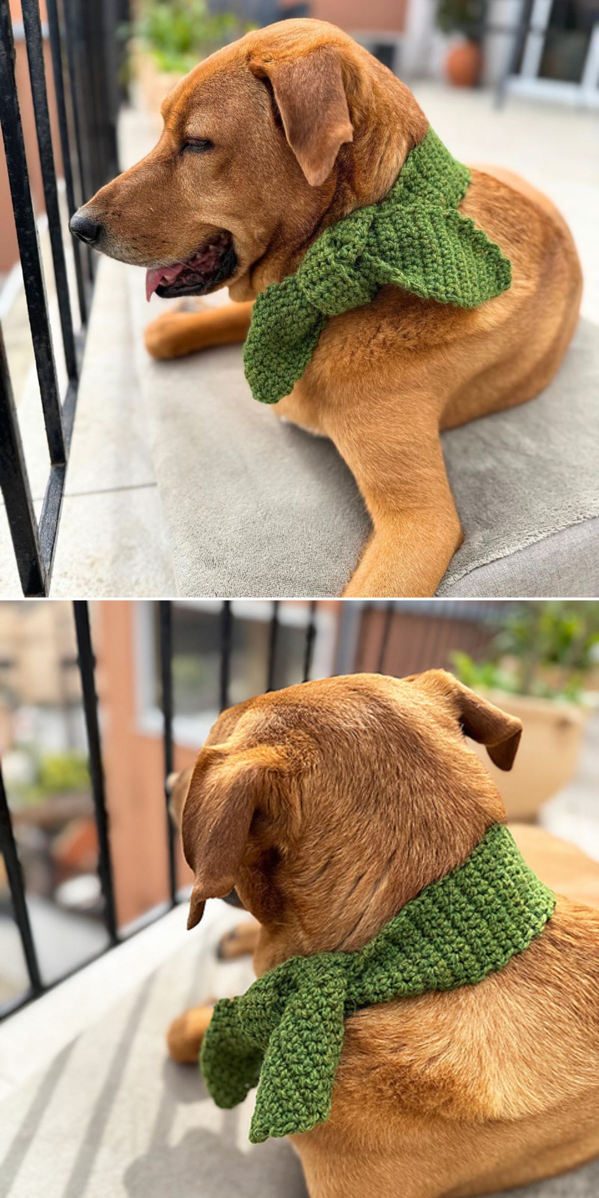 A brown dog lies on a balcony wearing a textured green knit scarf tied around its neck, relaxing beside a pair of adorable crochet dog toys.