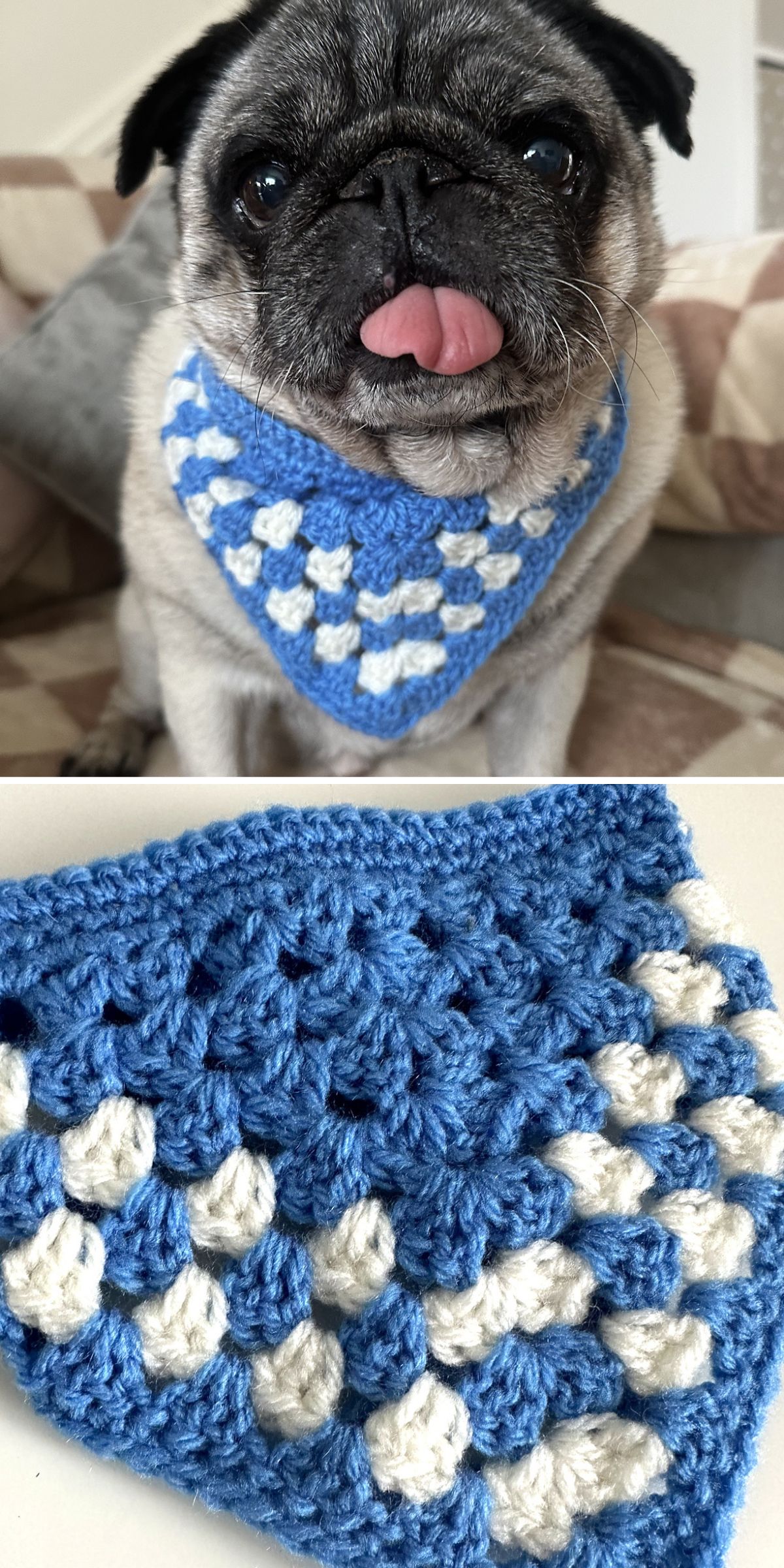 a mops in a blue crochet bandana for dogs