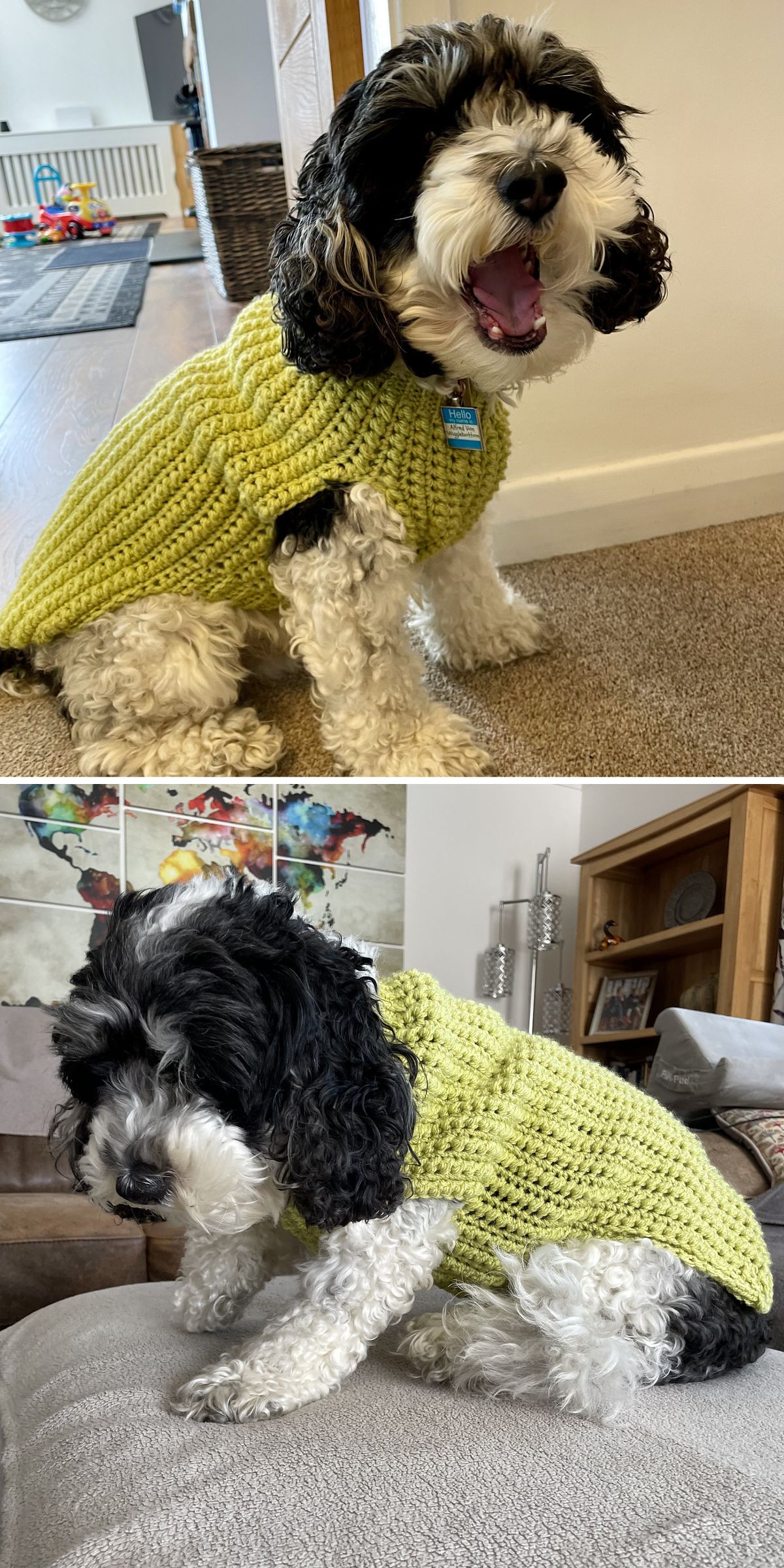 a dog in a light green crochet dog sweater