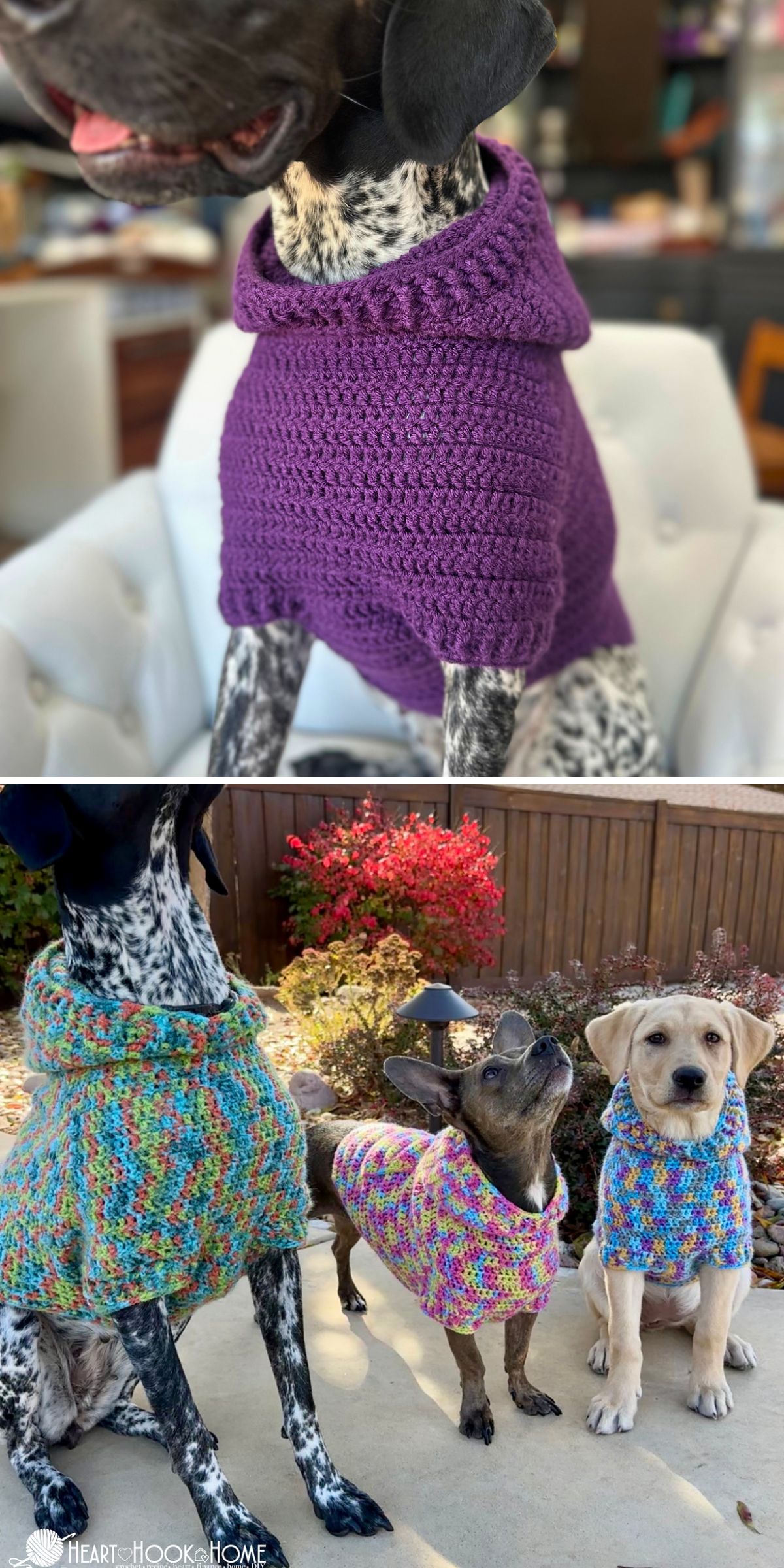 Several dogs wear colorful crochet dog accessories; one dog in a purple sweater sits indoors, while three dogs in multicolored sweaters stand outside.