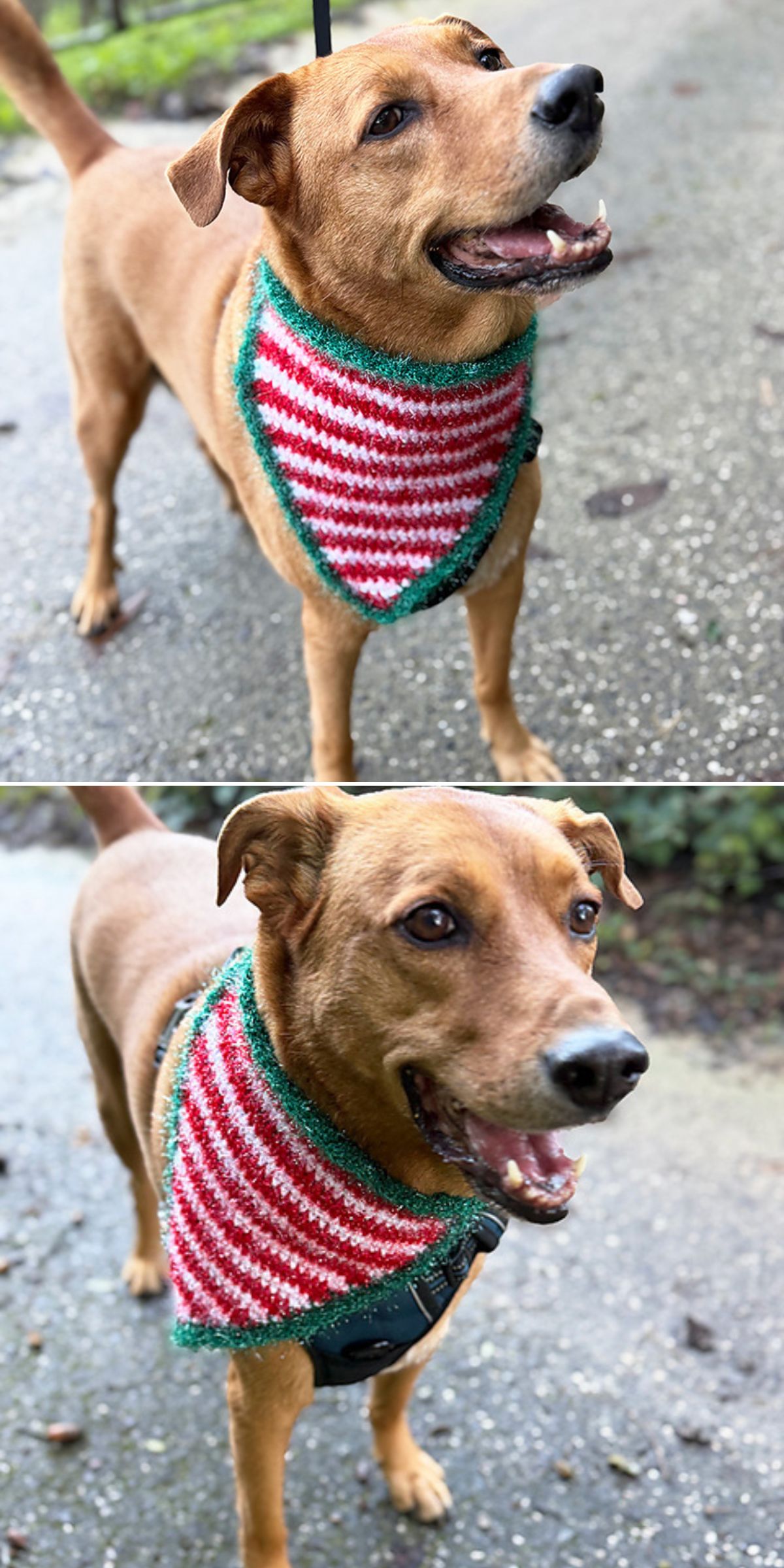 A brown dog wearing a red, white, and green striped crochet dog bandana stands on a wet sidewalk, looking alert and content.