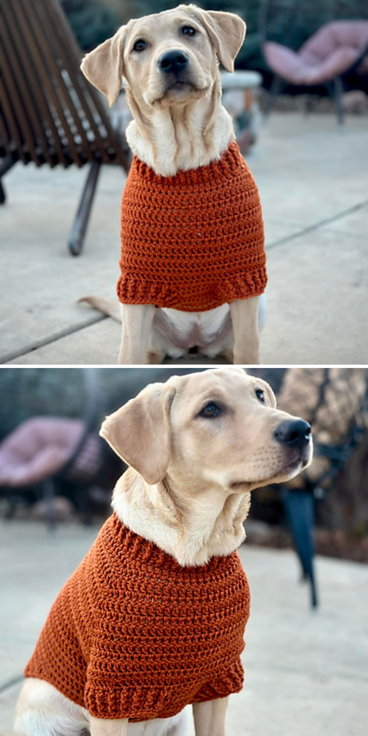 A light-colored dog wearing an orange sweater from crochet dog accessories sits and poses outdoors on a concrete surface.