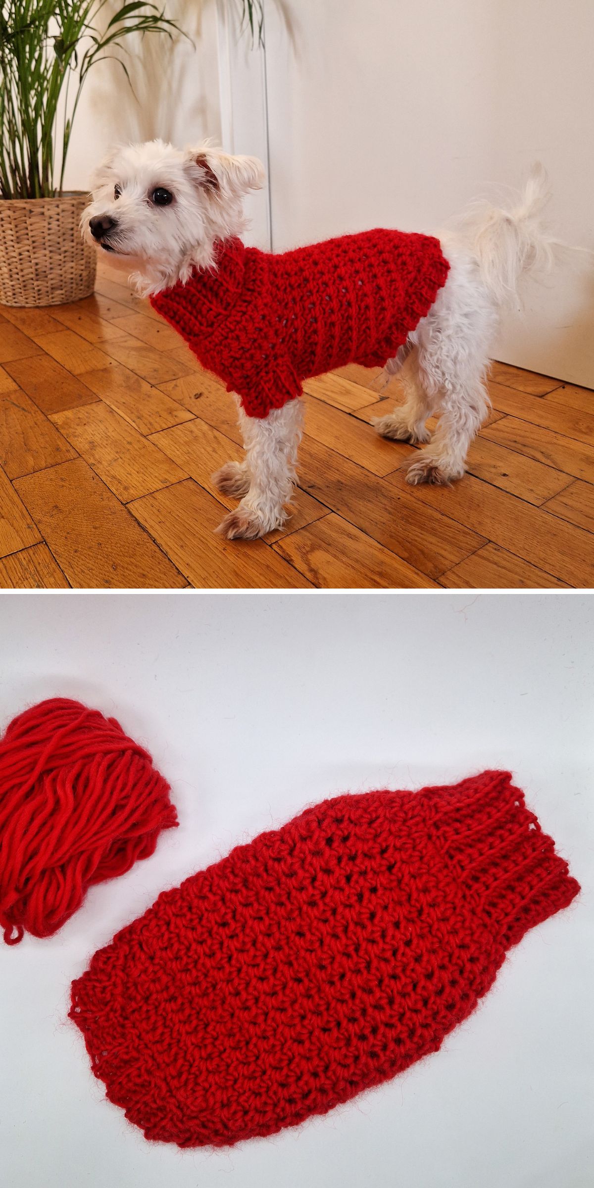 A small white dog wears a red knitted sweater, one of our cozy crochet dog accessories. Below, the same red sweater and a ball of matching yarn are displayed on a white surface.