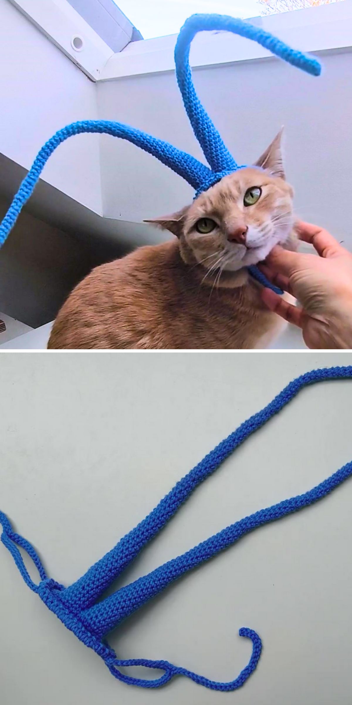 Crochet cat headpiece in bright blue featuring two long curved antennae, modeled by a ginger cat and displayed flat to show construction details.